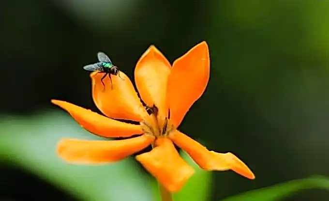 1xSlots промокод bce60a